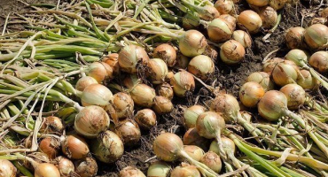 Jak a kdy správně sbírat cibuli?